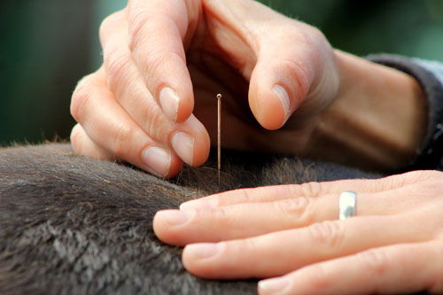 Veterinarian using acupucture needle